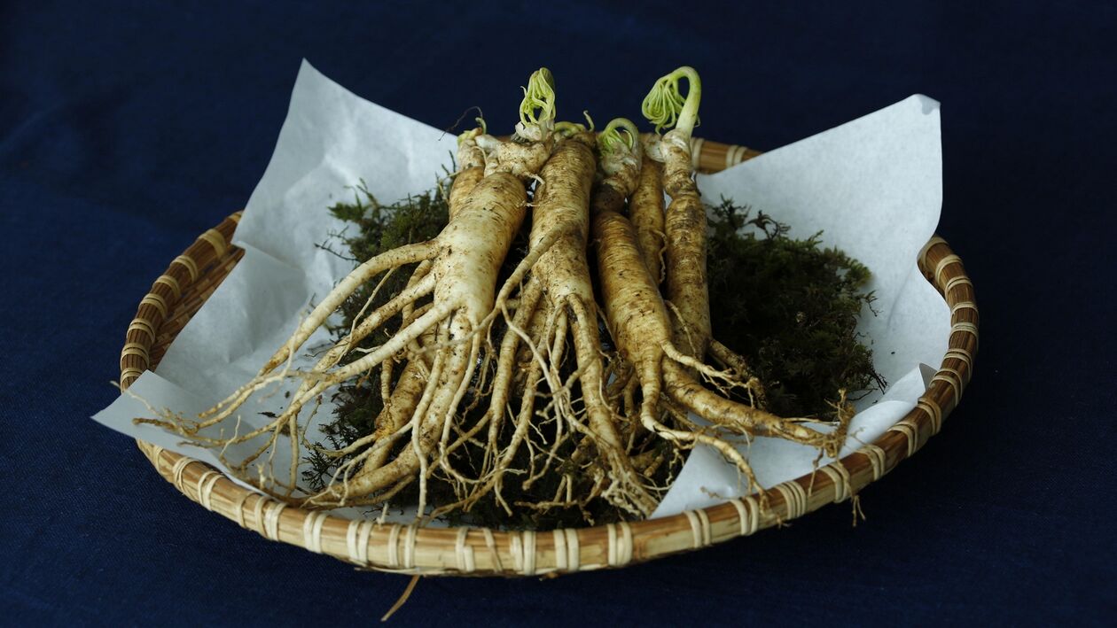 racine de ginseng pour la puissance